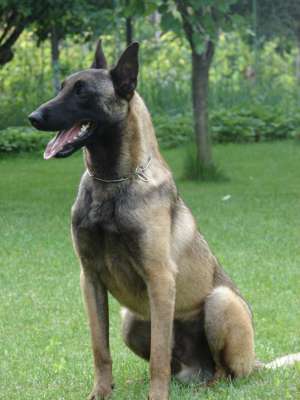 Pui ciobanesc belgian malinois