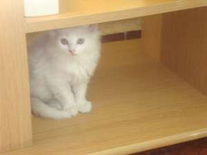 vand puii angora