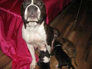 vand pui amstaff