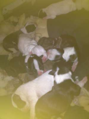 vand pui amstaff