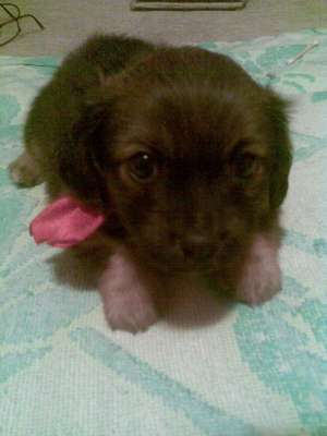 Shy-tzuu micc si  pufoss