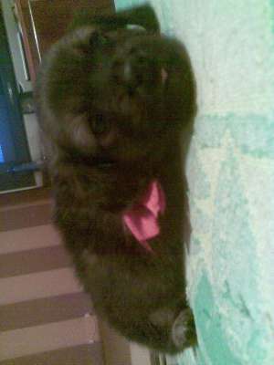 Shy-tzuu micc si  pufoss