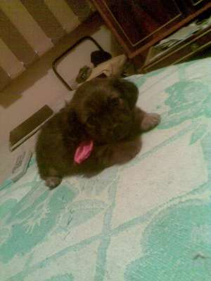 Shy-tzuu micc si  pufoss