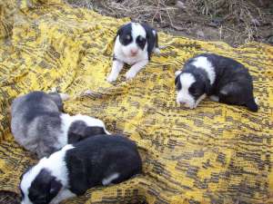 catei Border collie originali