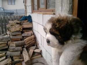 saint bernard pur