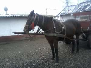 de vanzare