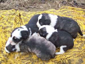 puiuti de border collie rasa pura
