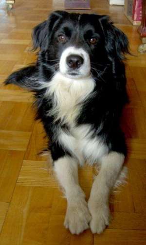 puiuti de border collie rasa pura