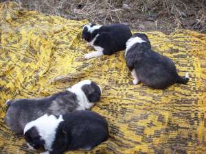 puiuti de border collie rasa pura