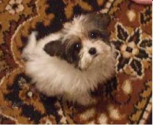 Pui de bichon pret negociabil merita vazut