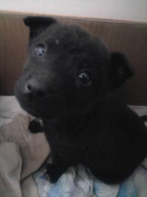 Ofer spre adoptie pui metis(5 saptamani)