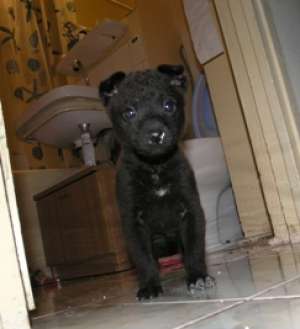Ofer spre adoptie pui metis(5 saptamani)