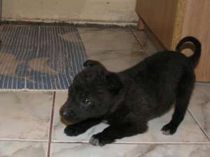 Ofer spre adoptie pui metis(5 saptamani)