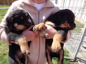 Pui Rottweiler