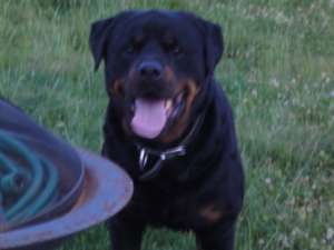 Pui Rottweiler