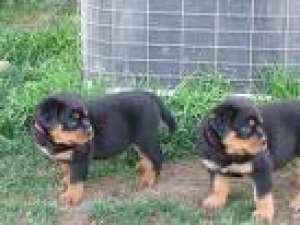 Căţei Rottweiler de a da afară