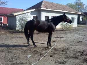 vand cal trapas pur sange