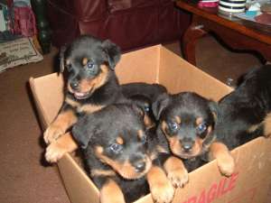 Căţei Rottweiler de a da afară