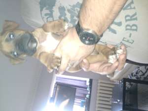 Vand catel rasa BOXER