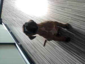 Vand catel rasa BOXER