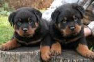 Căţei Rottweiler de a da afară