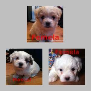 Puiuti Bichon Havanez