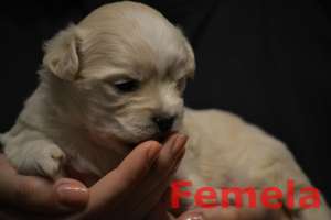 Puiuti Bichon Havanez