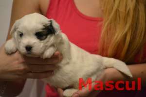 Puiuti Bichon Havanez