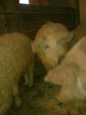 vind porci mangalita
