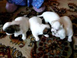 Pui Shih Tzu Bischon originali superbi