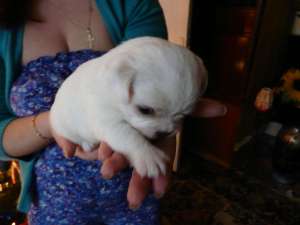 Pui Shih Tzu Bischon originali superbi