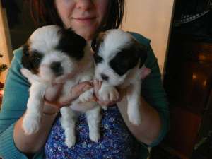 Pui Shih Tzu Bischon originali superbi