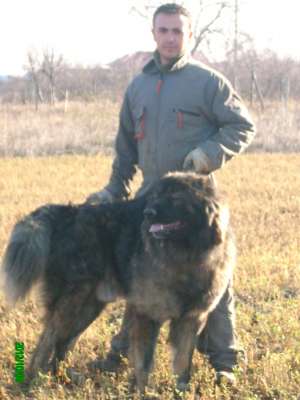 ciobanesc caucazian