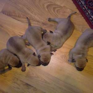 Vand urgent 5 catei pitbuli femele