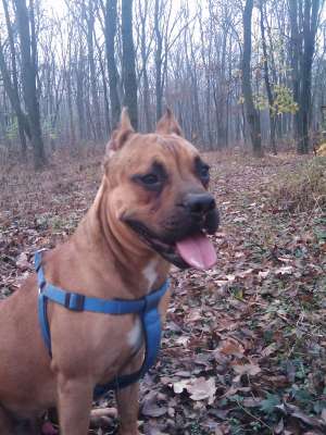 Vand urgent 5 catei pitbuli femele