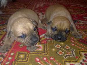 Vand urgent 5 catei pitbuli femele