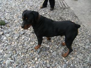Ofer monta Rotweiller