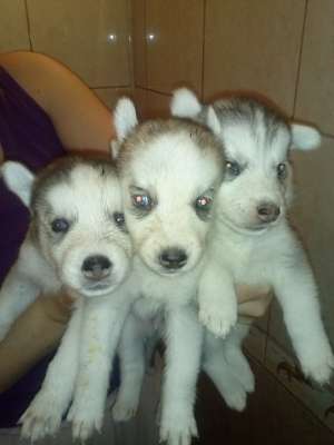 Pui husky siberian