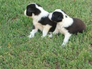 Pui Border Collie ieftini