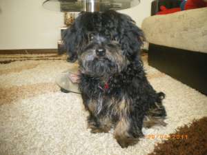 Imperechere Bichon Havanez