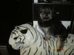 Imperechere Bichon Havanez