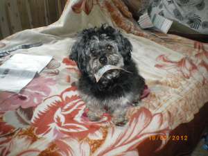 Imperechere Bichon Havanez