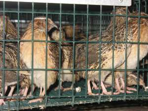 PREPELITE, RASTELE, INCUBATOARE SI MATERNITATI DE VANZARE