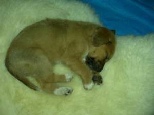 Dau spre adoptie o dulceata de catel.