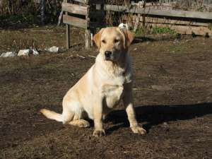 labrador cu pedigree