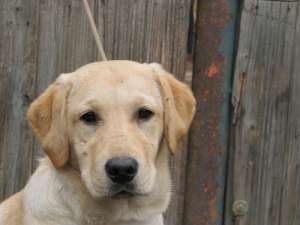 labrador cu pedigree