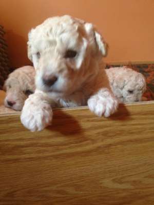 bichon frise