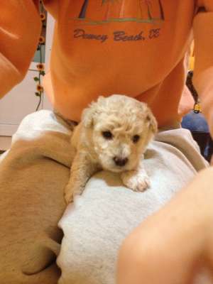 bichon frise