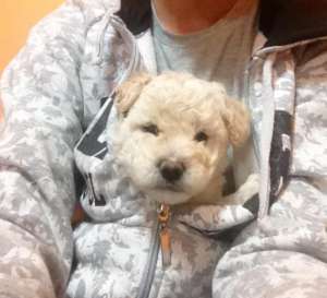 bichon frise