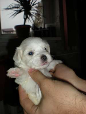 vand catei bichon maltez